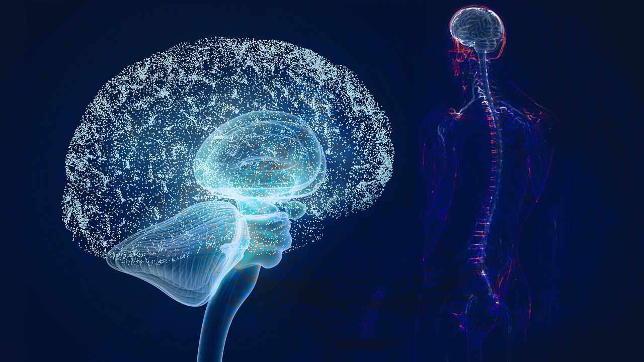 Oligonucleotides Safely Cross the Blood-Brain Barrier to Knock Down Gene Expression